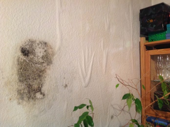 Great Wine Capitals: Schimmelvergiftung statt Preisverleihung für Mainz& – Wie Vermieter Mieter gefährden