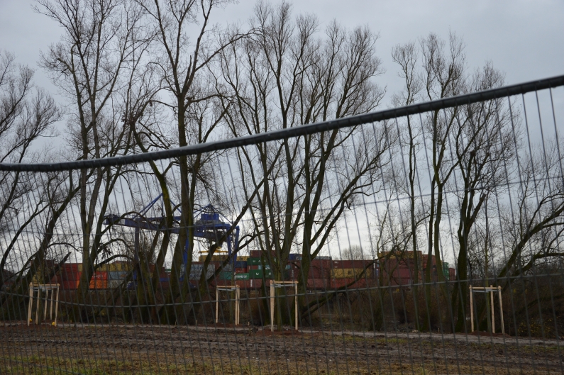 Neue Flatterulmenallee mit blauem Kran