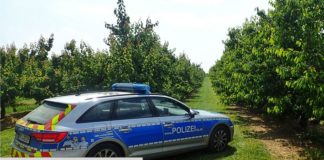Obstdiebe plündern Plantagen rund um Mainz – Polizei und Landwirte gehen mit neuem Konzept dagegen vor – Auch kleine Mengen sind Diebstahl