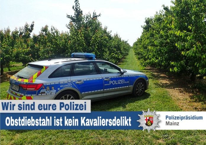 Obstdiebe plündern Plantagen rund um Mainz – Polizei und Landwirte gehen mit neuem Konzept dagegen vor – Auch kleine Mengen sind Diebstahl