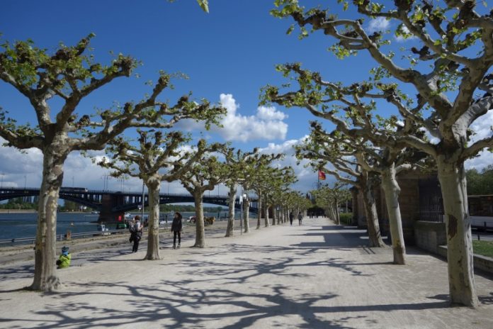 Black Bulls-Eis am Rhein statt N’Eis – Event-Gastronomie aus Gonsenheim gewinnt