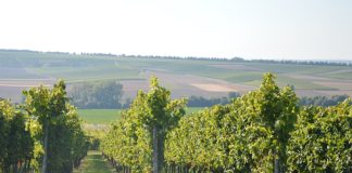 Maxime Herkunft Rheinhessen: Neuer Verein richtet Ortswein-Preview aus – Fokus auf Herkunft & Qualität