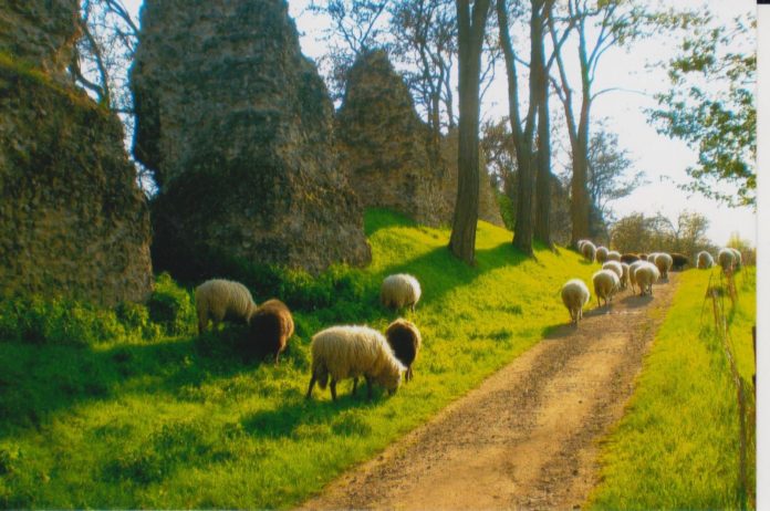 Schafschur an den Römersteinen – Günter Dorn hält mitten in Mainz rund 40 Schafe