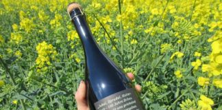 Jeder Schluck ein Geheimnis – Scheurebe feiert zum 100. Geburtstag Renaissance