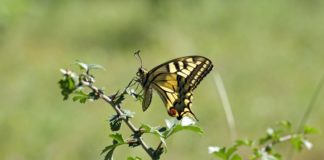 Freie Wähler schlagen Thomas Rosner als Wirtschaftsdezernenten für Mainz vor – Ex-Bürgermeister aus Steinheim tritt als Parteiloser an
