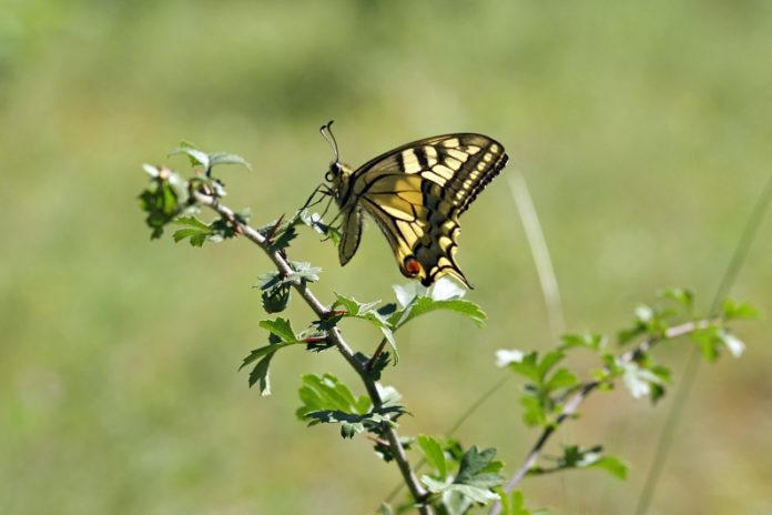 Freie Wähler schlagen Thomas Rosner als Wirtschaftsdezernenten für Mainz vor – Ex-Bürgermeister aus Steinheim tritt als Parteiloser an