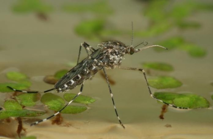 Schnakenplage in Mainz – Hausschnaken in Wasserbecken mit Tabletten bekämpfen