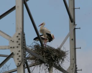Störche auf einem Strommast im Kreuzerhof - die Nester werden oft zur Gefahr. Foto: AK Umwelt Mombach