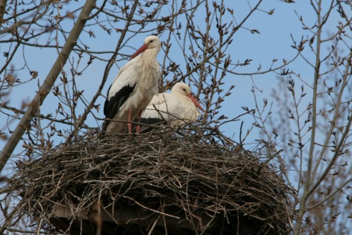 Die Störche sind wieder da! – Arbeitskreis Umwelt sichtet Störche in Budenheim