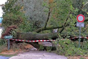 Umgestürzter Baum bei Sturm Fabienne 2019 in Mainz-Ebersheim. - Foto: Heiner Rozowski.