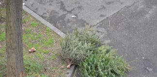 Weihnachtsbäume: Abfuhr am Samstag, 12. Januar 2019 – Entsorgung auch auf Wertstoffhöfen