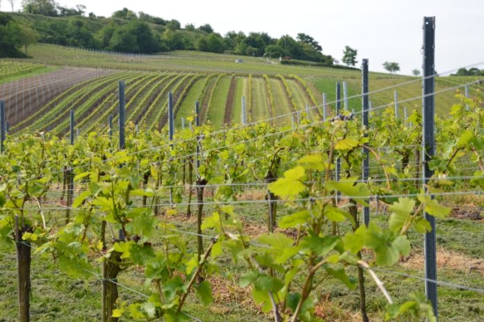 Peronospora: Ökowinzer fürchten um Ernte – Land erlaubt Hilfsmittel im Versuch