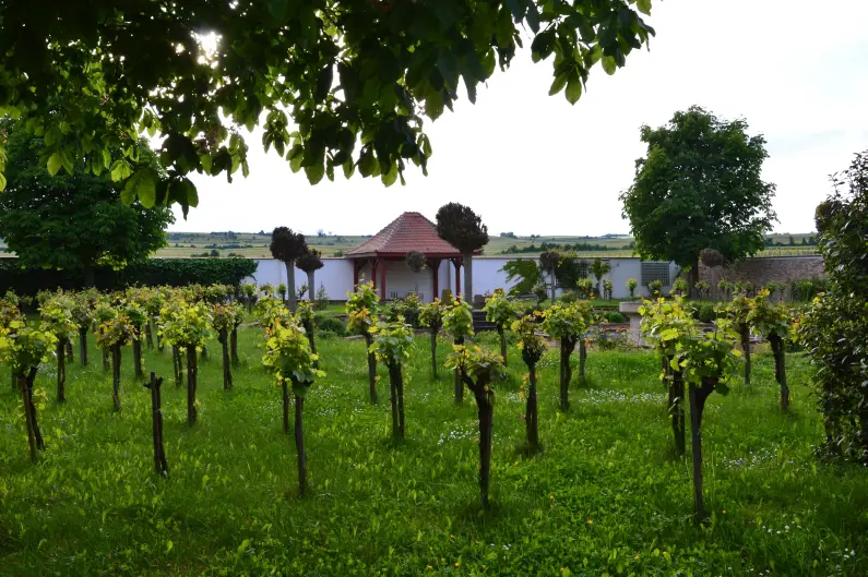 Weinreben im Garten von Villa Raumland - Foto: gik