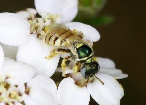 Eine der seltenen Wildbienen aus dem Mainzer Sand: Die -Dünen-Steppenbiene. Foto: Gerd Reder