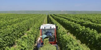 Traubenklau in Rheinhessen weitet sich aus – Acht Winzer haben Anzeige gestellt, Polizei sucht Diebe mit Vollerntern