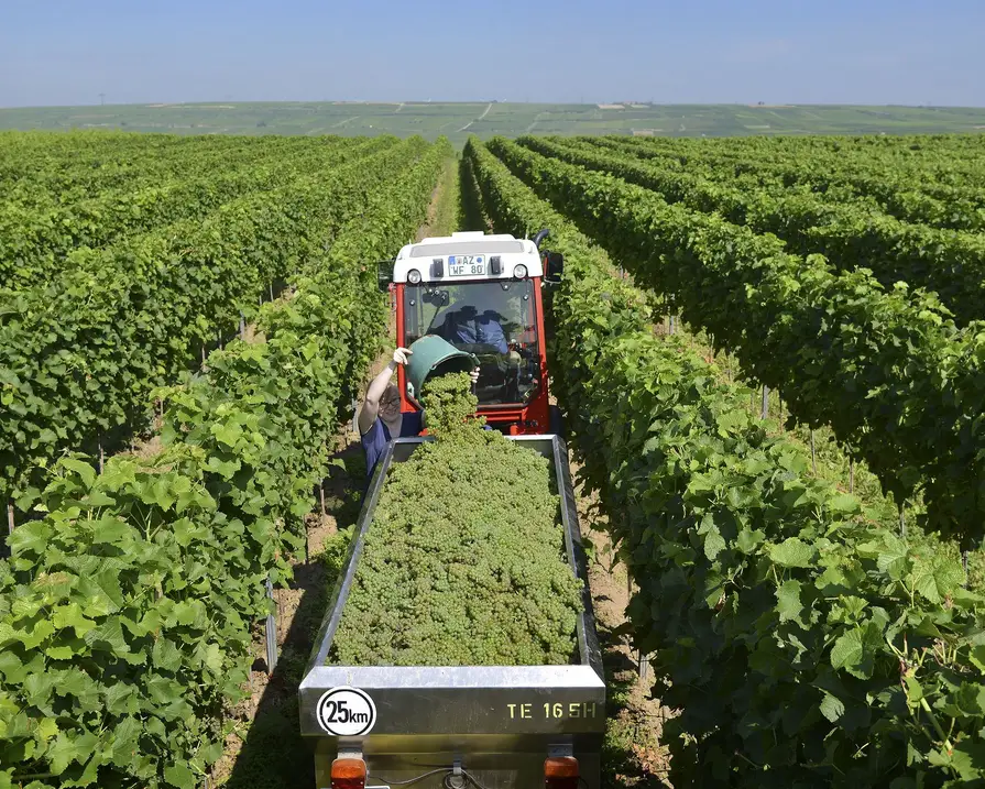 Winzer mit Traktor in Weinbergen von Oben - Foto DWI