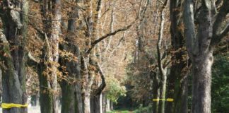 „Schweinerei“, „Totengräber der Demokratie“ – Reaktionen zum Jahrestag der Fällung der Lesselallee