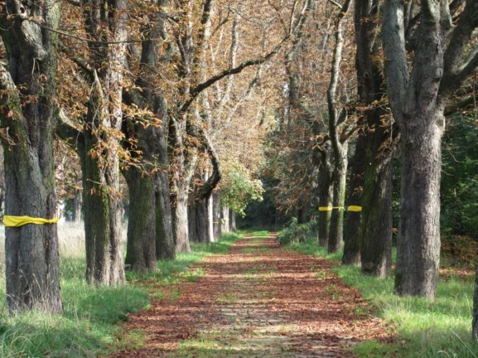 „Schweinerei“, „Totengräber der Demokratie“ – Reaktionen zum Jahrestag der Fällung der Lesselallee