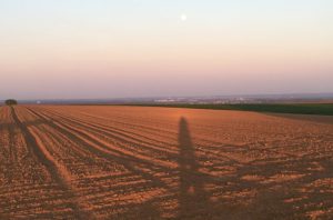 Felder auf der Laubenheimer Höhe im Abendlicht. - Foto: gik