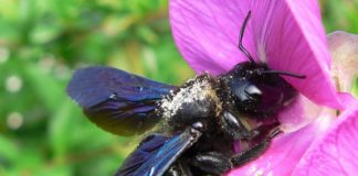 Hohe Pestizidrückstände in Honigpollen in Ingelheim – Imkerverband schreibt Offenen Brief an Dreyer
