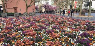 Rheinland-Pfalz öffnet Blumenläden, Zoos, Fußpflege, Fahrschulen – „Termin-Shopping“ für Brautkleider und Kleidung