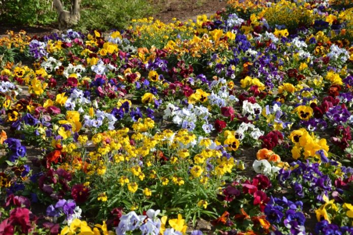 Frühlingsblumen zum Mitnehmen: In Mainz dürfen Bürger wieder Blumenbeete plündern