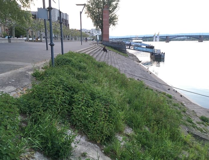 Schöneres Mainzer Rheinufer gewünscht – Ortsbeirat Altstadt kritisiert stagnierende Entwicklung – Bis 2021 Änderung geplant