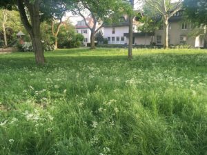 Eine verwilderte Wiese in der Mainzer Oberstadt mit viel Gras, aber wenig Blütenblumen. - Foto: gik