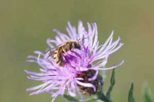 Eine Wildbiene nascht auf einer lila Blüte - es ist eine Gelbbindige Furchenbiene. - Foto BUND Heike Struecker
