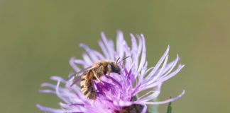 Mehr Blüten in die Landwirtschaft – Zum Weltbienentag mahnen Experten Umdenken