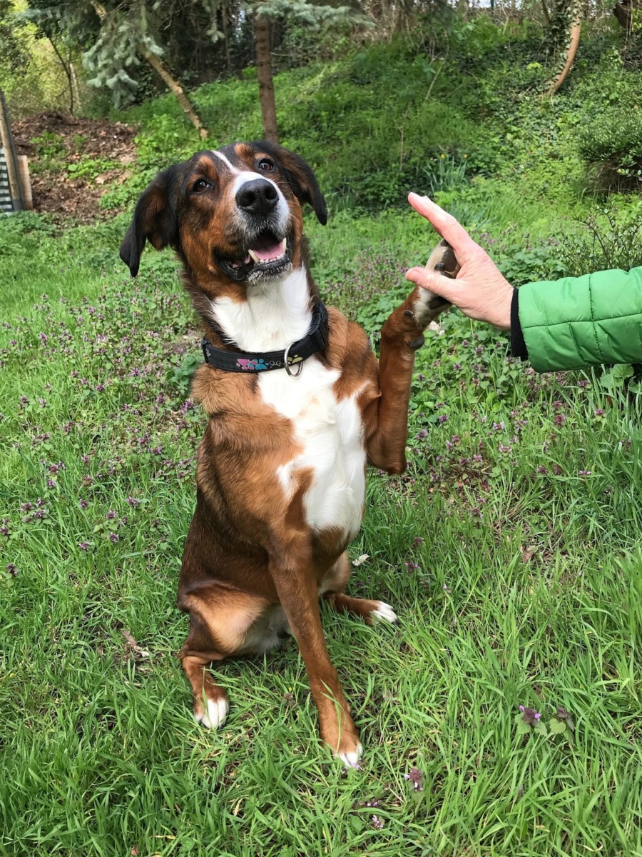 Glucklicher Hund Hundetraum Kleiner Foto Hundetraum Mainz