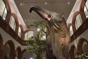 Nachbildung des Deinotheriums, des riesigen Hauelefanten im Naturhistorischen Museum Mainz. - Foto: gik