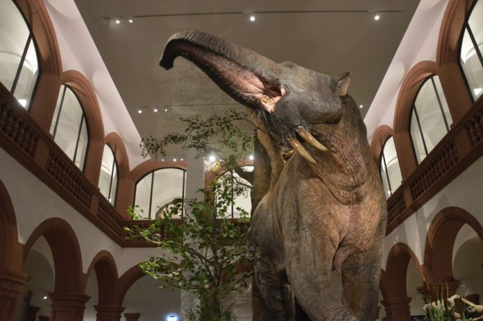 Das große Schreckenstier grüßt im Eingangssaal – Naturhistorisches Museum feiert Wiedereröffnung am Wochenende