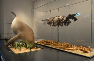 Naturhistorisches Museum Mainz: Seekuh, wie sie vor 30 Millionen Jahren im rheinhessischen Urmeer tauchte. - Foto: gik