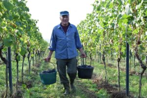 In den Weinbergen wird jetzt wieder gepflückt und geschuftet: die Weinlese ist da. - Foto: DWI