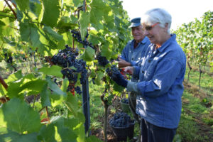 Weinlese mit Spätburgunder 2019: die nächste Lese steht schon vor der Tür. - Foto: DWI