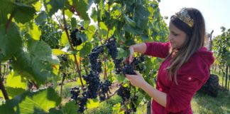 „Neidischer Herbst“ – Weinlese 2019 gestartet: Schlankerer Weinjahrgang, weniger Menge, großartige Weine