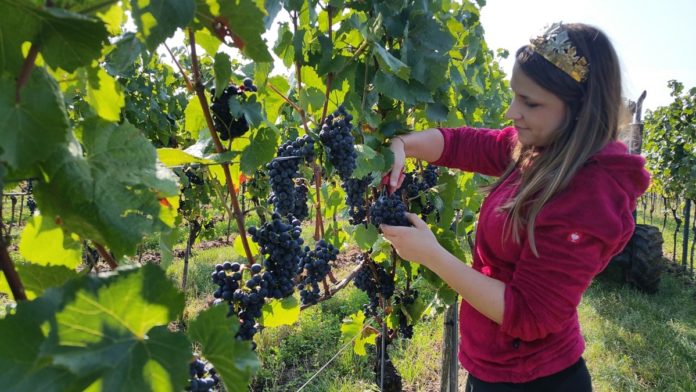„Neidischer Herbst“ – Weinlese 2019 gestartet: Schlankerer Weinjahrgang, weniger Menge, großartige Weine
