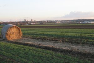 Auf den Feldern auch rund um Mainz wächst bereits der Spargel - hier ein älteres Bild der Felder bei Bretzenheim. - Foto: gik
