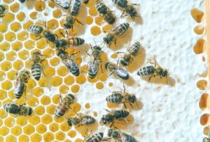 Bienen auf Honigwabe - Foto Axel Hindemith via Wikipedia