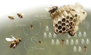 Illustration des Schwänzeltanzes der Bienen samt einer Wabe. - Grafik: Aurelia-Stiftung, Jens M Weber 