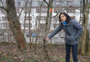 Sonja Gärtner zeigt auf abgestorbene Ahornbäume auf der Mainzer Zitadelle. - Foto: gik