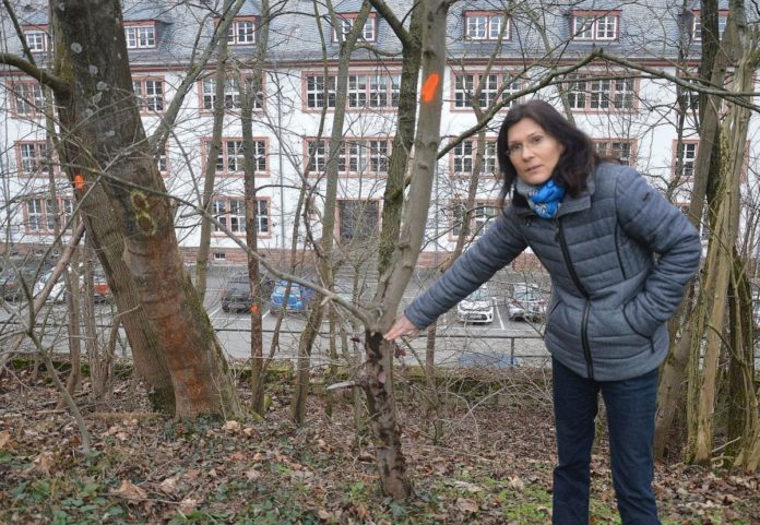 144 Bäume auf der Mainzer Zitadelle müssen gefällt werden – Eder: Klimawandel auch bei uns angekommen