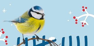 Welche Vögel sind noch da? – Stunde der Wintervögel vom 10.-12. Januar ruft zur Vogelzählung auf