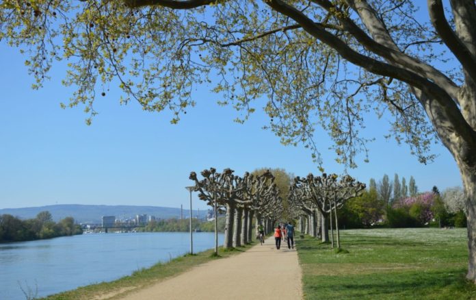 Juckende Augen, laufende Nase: Apothekerverband Mainz gibt Tipps gegen Pollen und Heuschnupfen