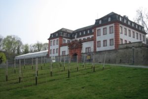 Die Mainzer Zitadelle mit dem Prominentenweinberg zu Füßen - und durchaus grünem Umfeld. - Foto: gik