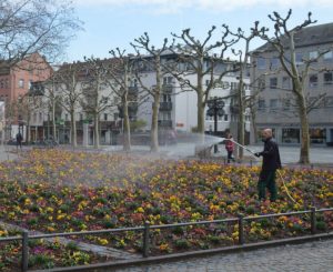 Ein Gärtner der Stadt Mainz wässert das Blumenbeet auf dem Liebfrauenplatz - genau das solltet Ihr am Dienstag bitte nicht tun, bitten die Mainzer Netze. - Foto: gik