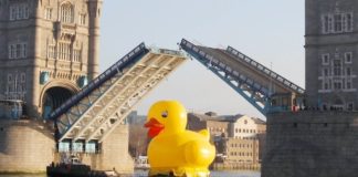 Mainzer Zugente nach London geflüchtet? – Gelbe Ente unter London Bridge löst Fragen nach Coronavirus bei Ente aus