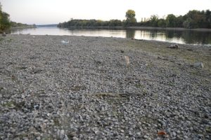 Flussbett ohne Wasser: Der Rhein bei Mainz-Kastel im Herbst 2018. - Foto: gik