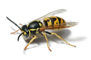Nur die Deutsche Wespe (Bild) und die Gemeine Wespe fliegen auf Fleisch, sagt der NABU. - Foto: GFDL via Wikipedia